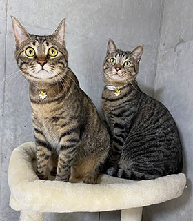 丘の上動物病院 菊池 彩乃