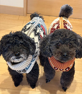 丘の上動物病院 小向 和